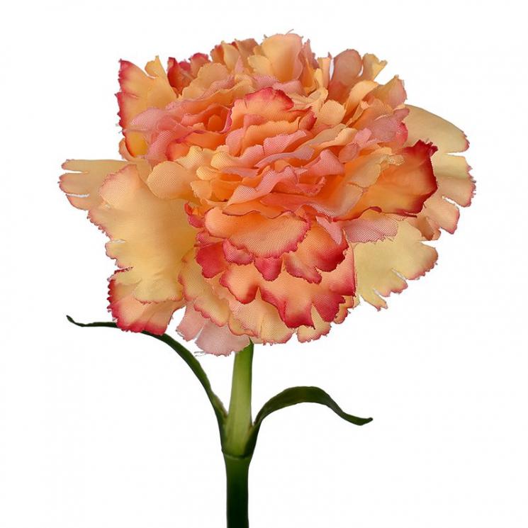 Гвоздика декоративная персикового цвета - фото