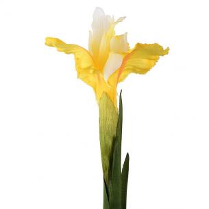 Высокий цветок желтого Ириса, декор для дома