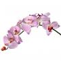 Орхидея декоративная длинная розового цвета