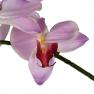 Орхидея декоративная длинная розового цвета EDG  - фото