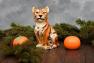 Керамическая статуэтка в виде маленького тигренка Ceramiche Boxer  - фото