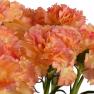 Гвоздика декоративная персикового цвета  - фото