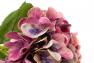 Декор Гортензия розово-голубого цвета Exner  - фото