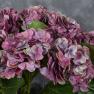 Искусственная ветка Гортензии лилового цвета Exner  - фото