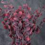 Декоративная ветка Эвкалипта Пепельного красного цвета Exner  - фото