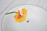 Небольшой фарфоровый салатник с цветком календулы Ikebana Maison  - фото