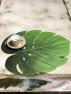 Подставки под горячую столовую посуду в виде зеленых тропических листьев Монстеры VdE  - фото