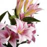Лилия тигровая нежно-розового цвета  - фото