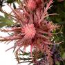 Искусственное растение Эрингиум розового цвета  - фото