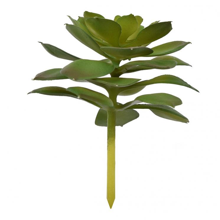 Гілочка сукуленту Ехеверія із зеленими пелюстками Exner - фото