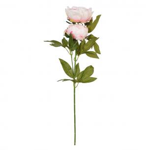 Декоративні пишні квіти Піона ніжно-рожевого кольору