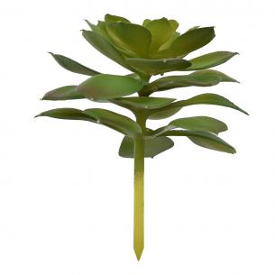 Гілочка сукуленту Ехеверія із зеленими пелюстками
