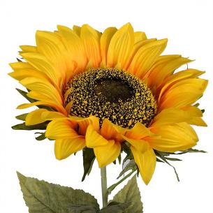 Крупна декоративна квітка Соняшника