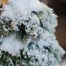 Невисока новорічна ялинка із засніженими гілками Paradise  - фото