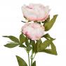 Декоративні пишні квіти Піона ніжно-рожевого кольору Exner  - фото