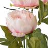 Декоративні пишні квіти Піона ніжно-рожевого кольору Exner  - фото