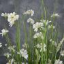Декоративний букет із тонкої трави з квітами Ромашки Exner  - фото