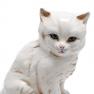 Статуетка "Кіт вчений" Ceramiche Bravo  - фото