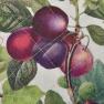 Набір прихваток з бавовни з малюнком фруктів 2 шт. Le Primizie Brandani  - фото