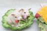 Керамічний посуд "Свинки", Італія Fitz and Floyd  - фото