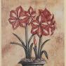 Набір з 2-х репродукцій картин Тіни Чаден "Квіти у горщиках" Gianfranco Ballerini  - фото