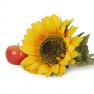 Крупна декоративна квітка Соняшника  - фото