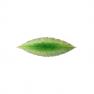 Невелика зелена таріль "Лавровий листок" Riviera Costa Nova  - фото