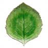 Десертна яскраво-зелена тарілка "Листок Гортензії" Costa Nova  - фото