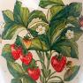 Підлогова ваза із зображенням суниці Fragaria з колекції «Ботаніка» L´Antica Deruta  - фото